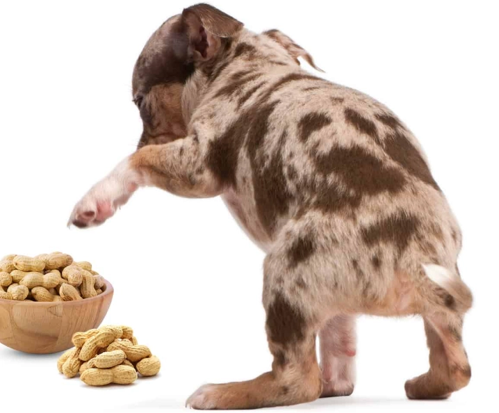 dogs and peanuts safety