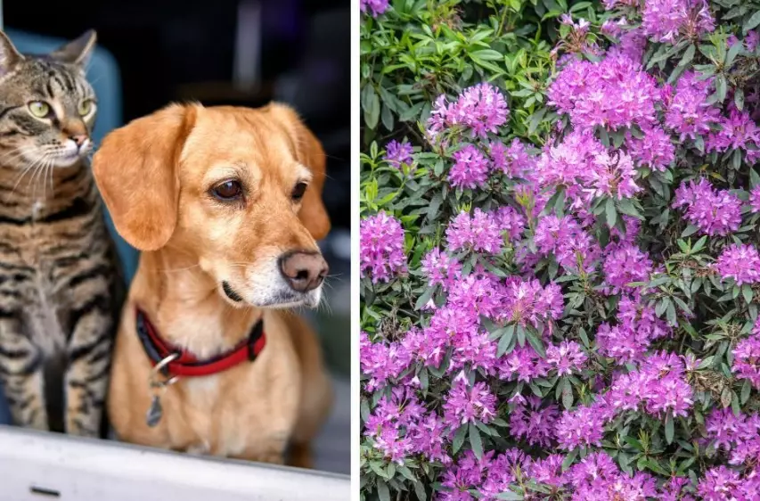 dog safe herbs