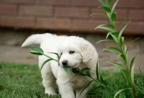 herbs toxic to dogs herbs toxic to dogs
