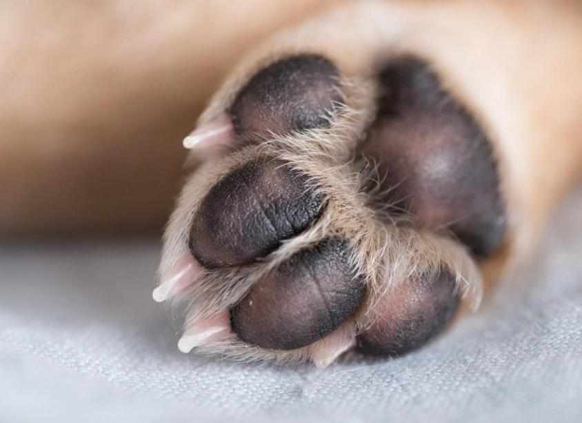 What to put on dogs paws to stop licking