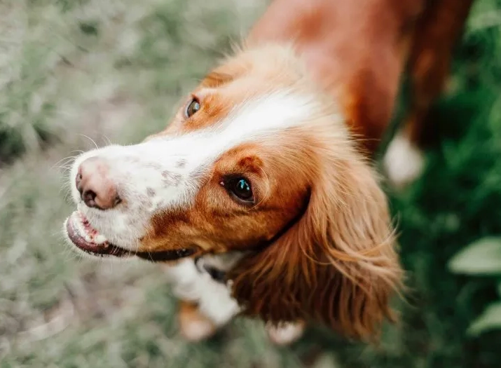 safe herbs for dogs safe herbs for dogs