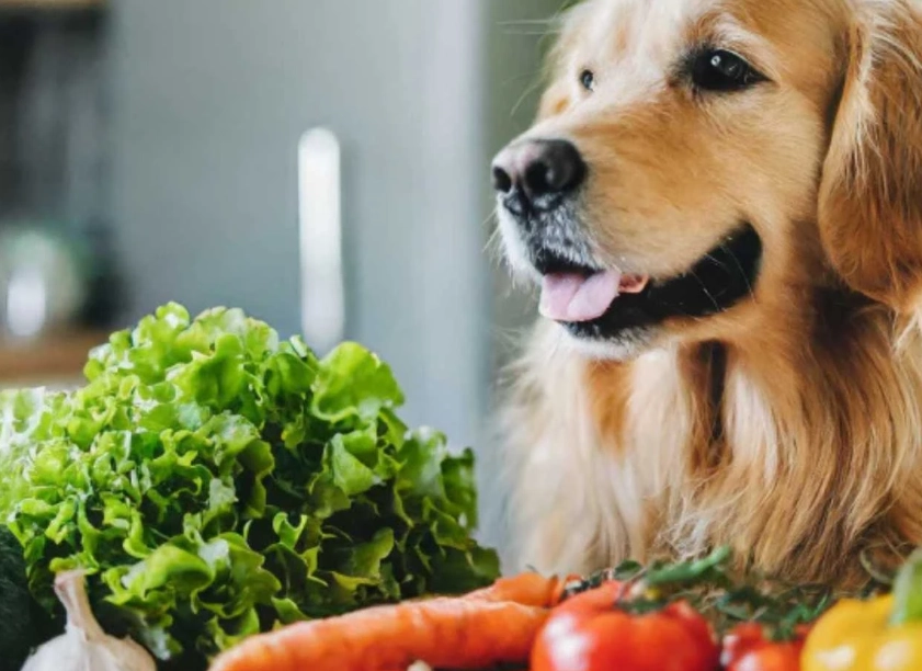 safe herbs for dogs safe herbs for dogs