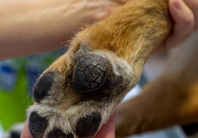 dog paw care