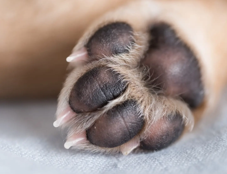 healthy dog paws