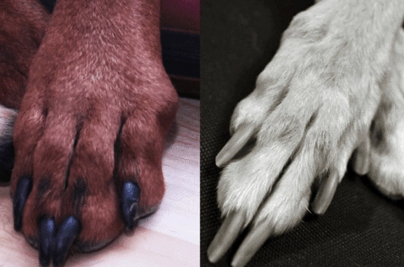 unhealthy dog paws symptoms
