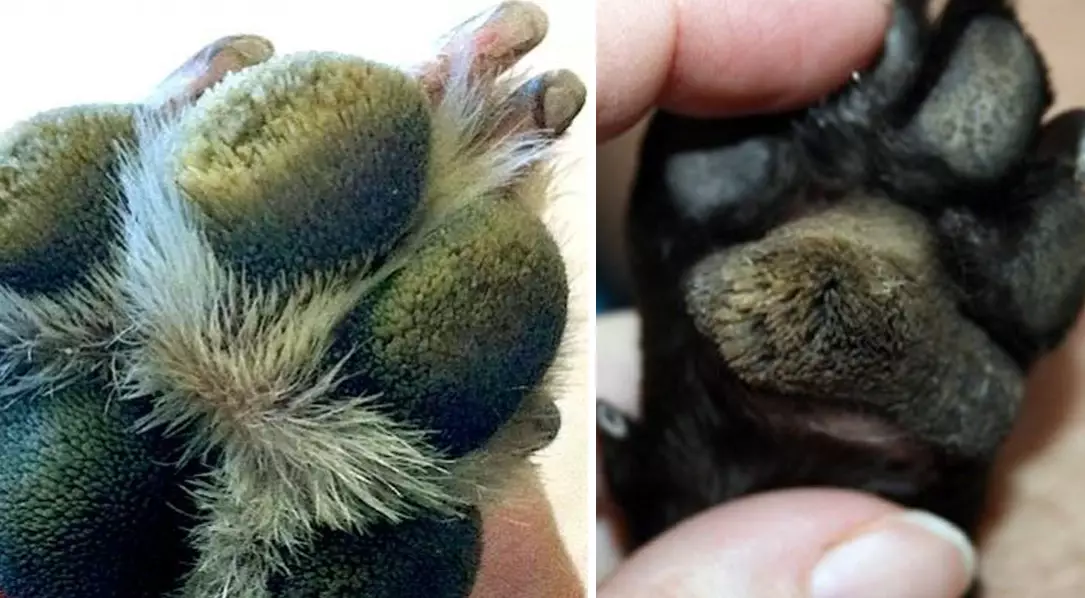 dog paw care