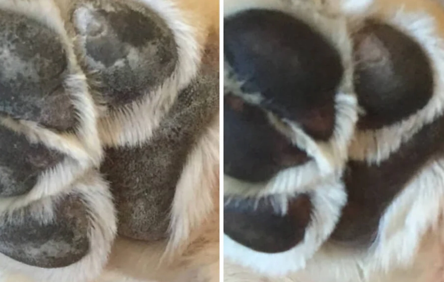 healthy dog paws