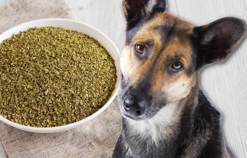 benefits of herbs for dogs benefits of herbs for dogs