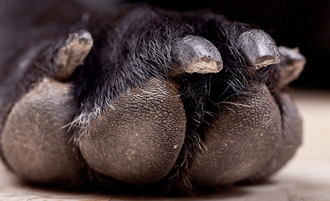 unhealthy dog paws symptoms