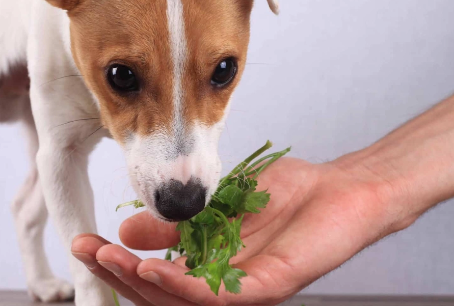 benefits of herbs for dogs benefits of herbs for dogs