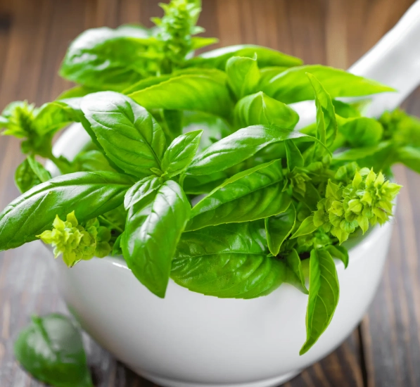 is basil safe for dogs is basil safe for dogs
