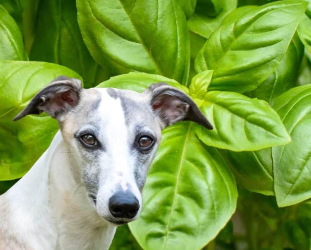 Can dogs have basil seasoning