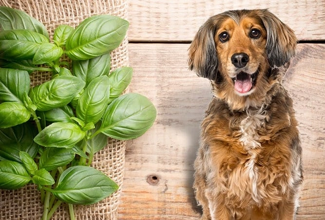 can dogs eat basil can dogs eat basil