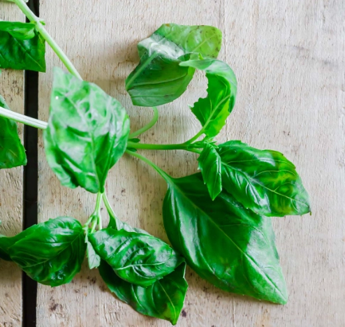 basil for dogs basil for dogs