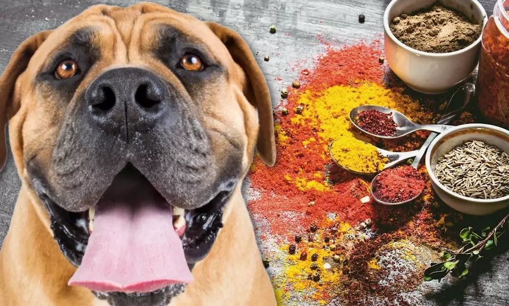 seasonings toxic to dogs seasonings toxic to dogs