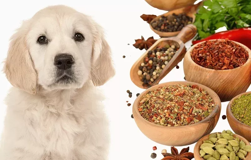 herbs for dogs herbs for dogs
