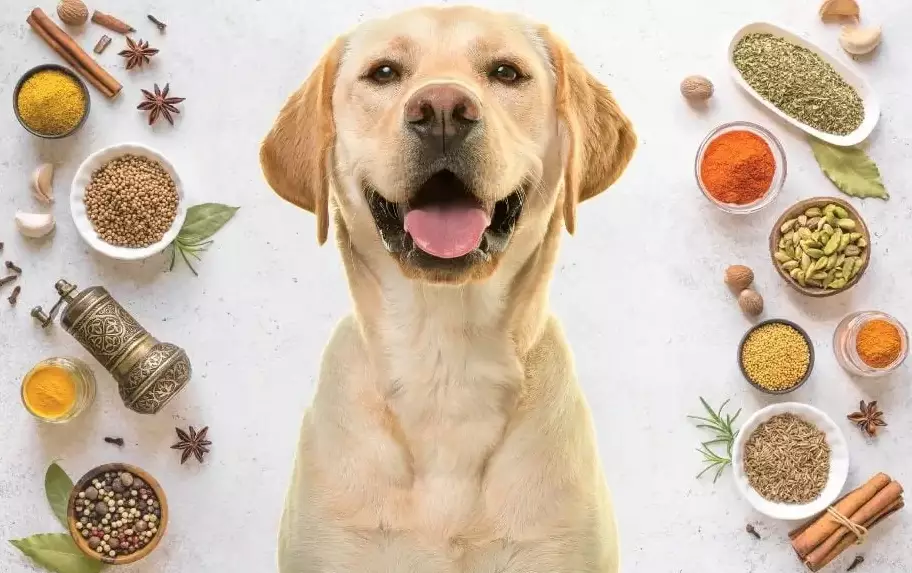 dog safe herbs dog safe herbs