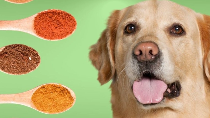 dog safe seasonings dog safe seasonings