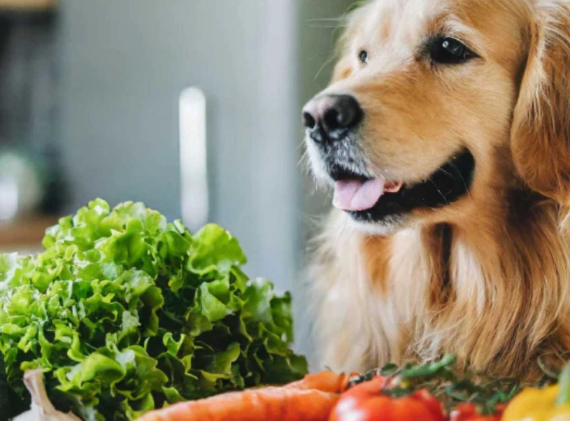 turmeric for dogs turmeric for dogs