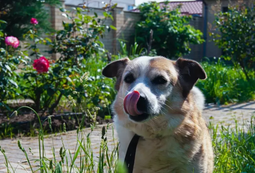 herbs for dogs herbs for dogs