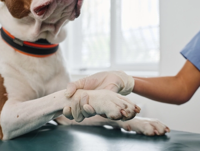 how to clean dog paws
