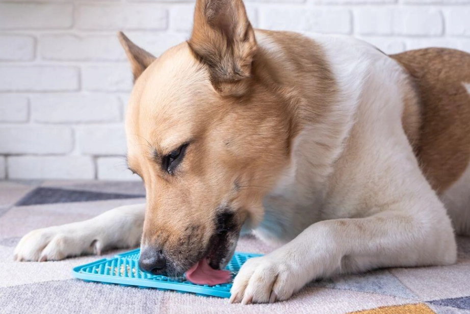 safe herbs for dogs safe herbs for dogs