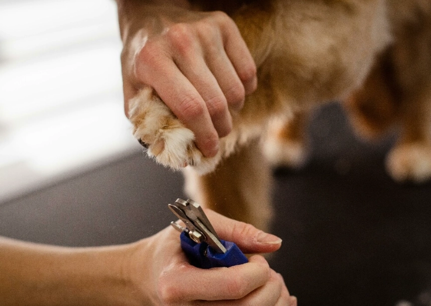 dog paw care