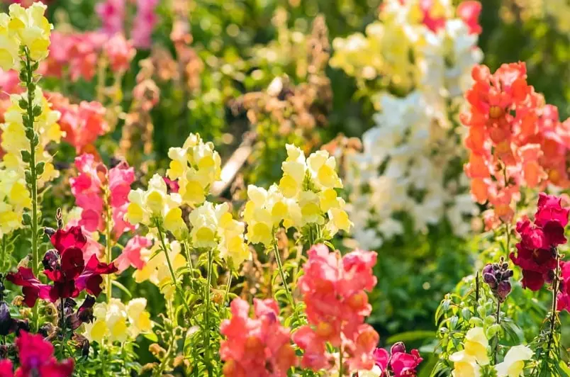 pet friendly fall plants pet friendly fall plants