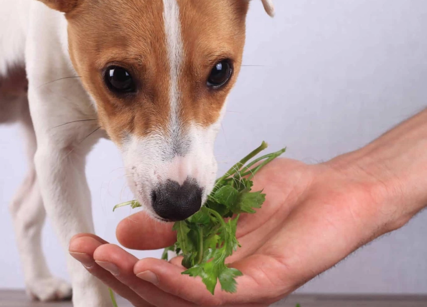 natural dog dental care