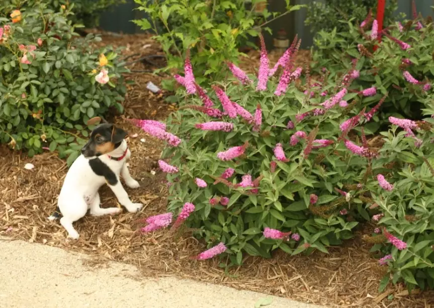 What fall flowers are safe for dogs?