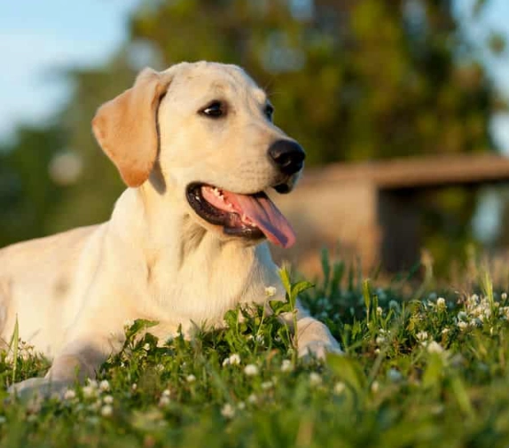 natural flea repellent for dogs