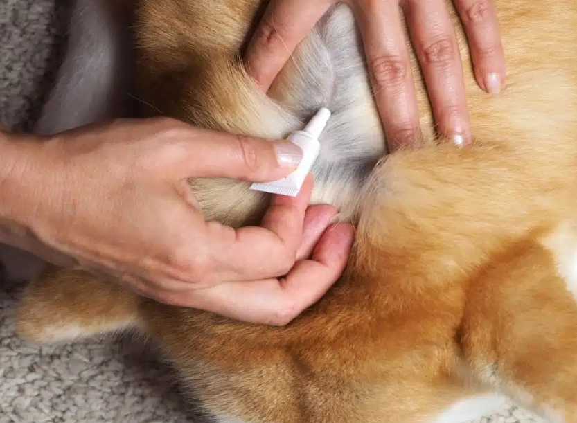 dog flea home remedy