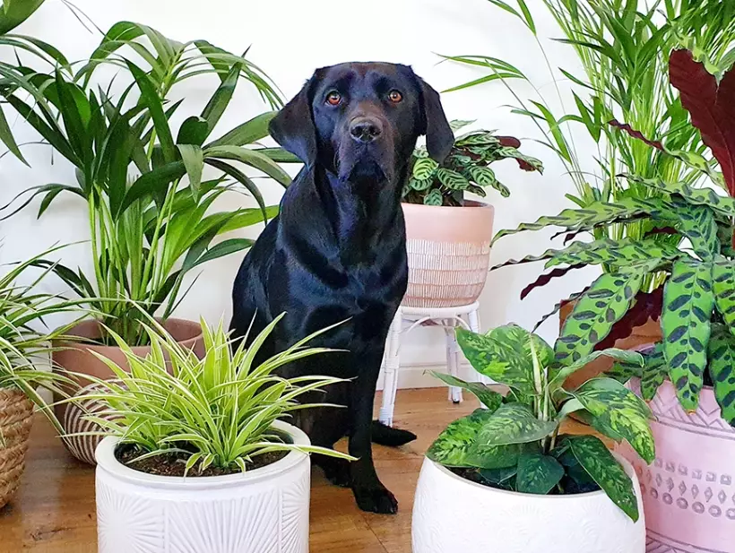 dog safe flowers dog safe flowers