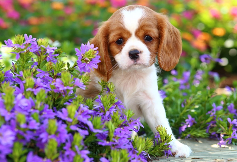 plants toxic to dogs plants toxic to dogs