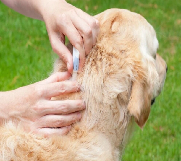 herbs for dogs fleas