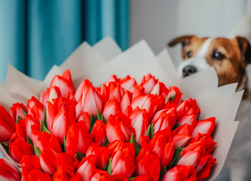 poisonous flowers for dogs poisonous flowers for dogs