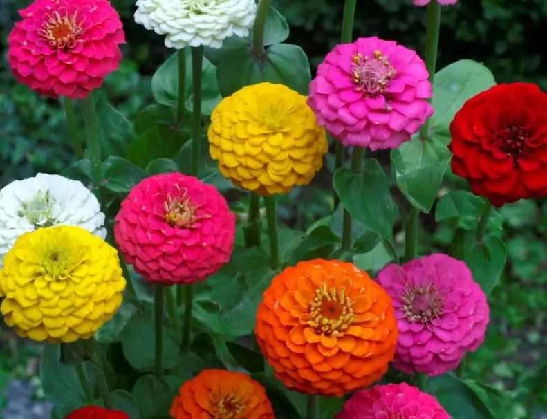 plants toxic to dogs plants toxic to dogs