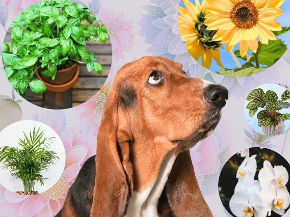 What flowers are not safe for dogs?